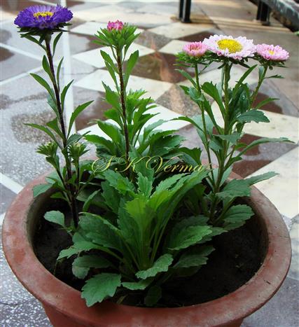 Plant